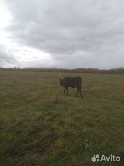 Коровы и телки бычки