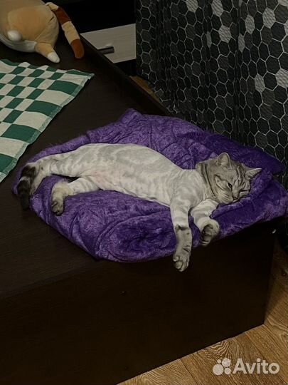 Кот в добрые руки