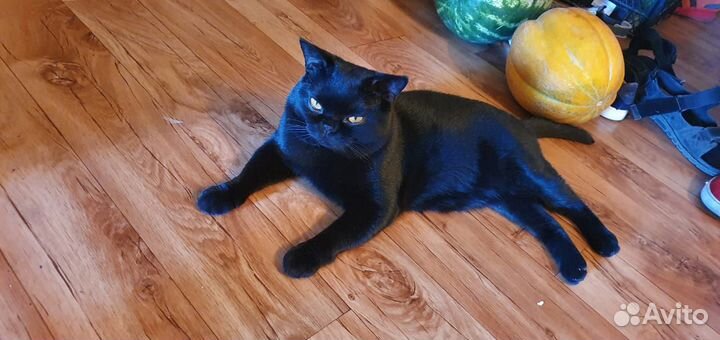 Породистый британец ждёт британочку в гости/ вязка