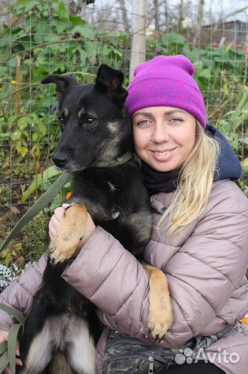 Небольшая и робкая собака из приюта