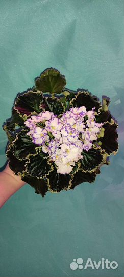 Фиалки стандарты