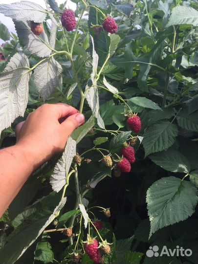 Ремонтантная малина