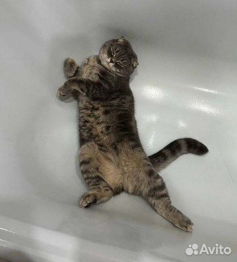 Вязка с шотландским котом