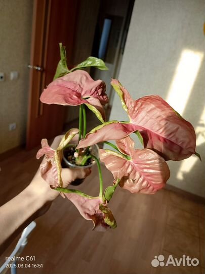 Сингониумы