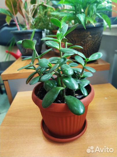 Толстянка (денежное дерево)