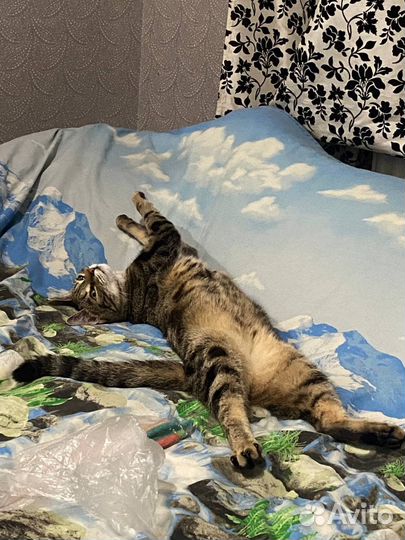 Кошка