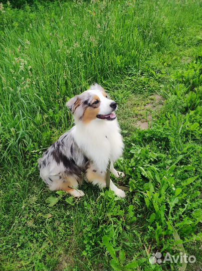 Щенки аусси