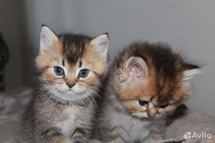 Британская серебристая шиншилла