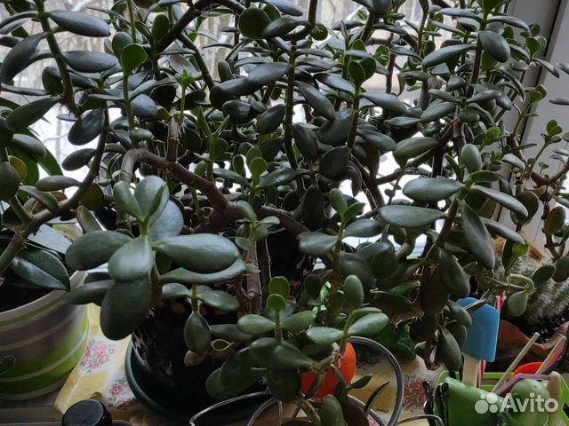 Денежное дерево