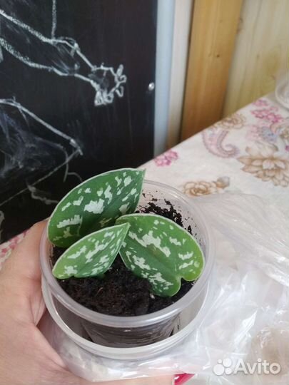 Комнатные растения, цветы