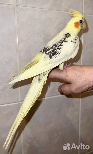 Ручной попугай корелла самец