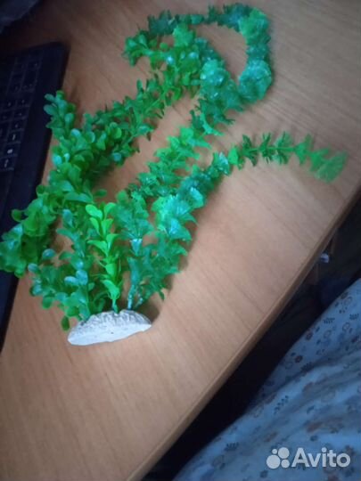 Аквариумные растения, камни