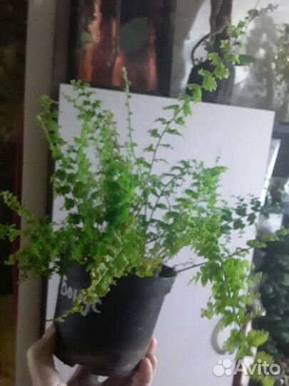 Папоротники нефролеписы