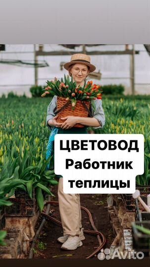 Цветовод, Работник в теплицу