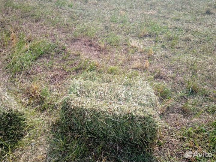 Разнотравье