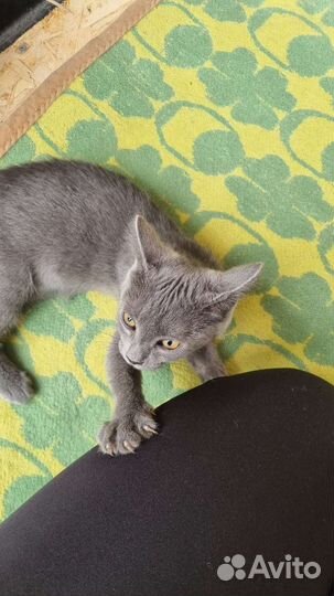 Котята в самые добрые руки