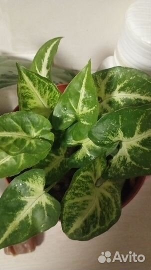 Комнатные цветы