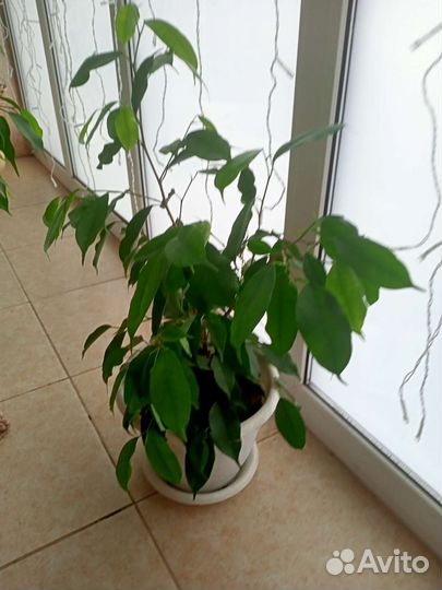 Фикус и другие цветы