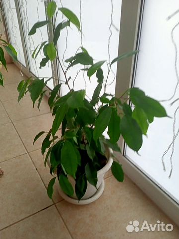 Фикус и другие цветы