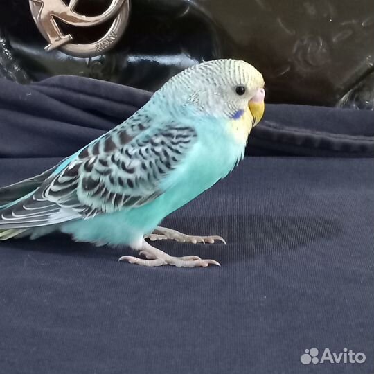 Птенец волнистого попугая