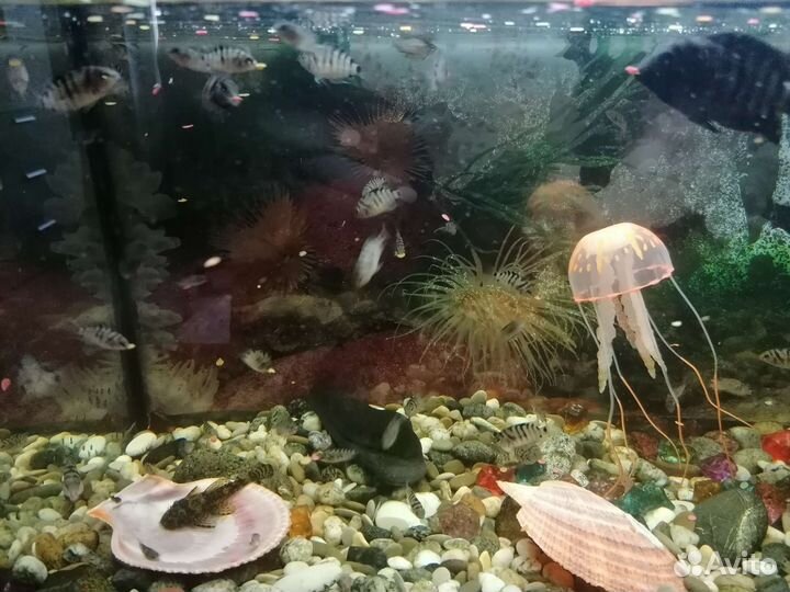 Цихлазома чернополосая