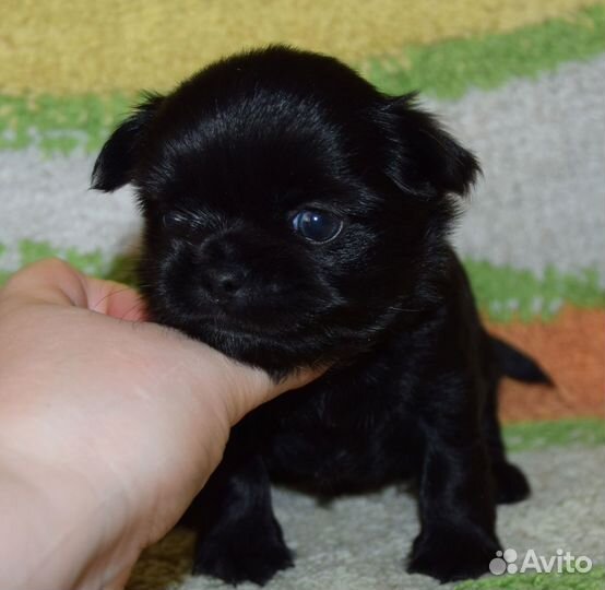 Мальчик чихуахуа