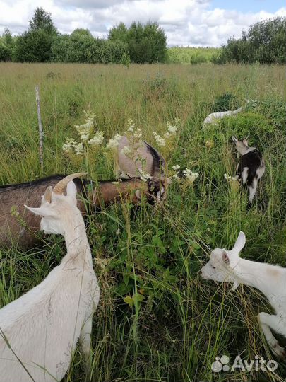 Козы и козушки