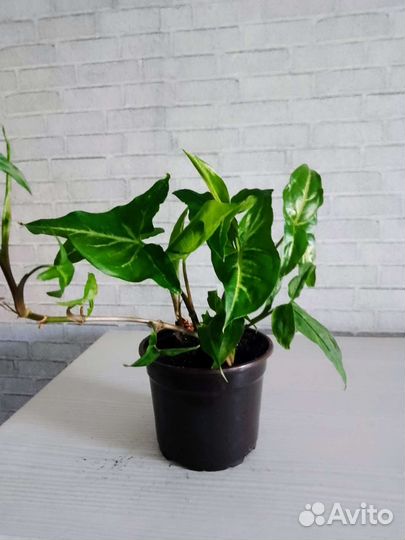 Распродаю комнатные растения