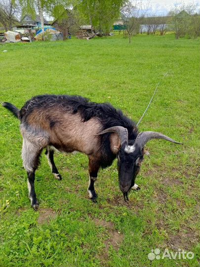 Козел на вязку