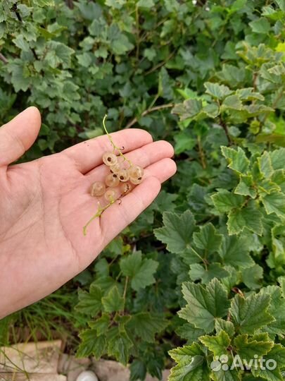 Черенки смородины. Розовая, красная