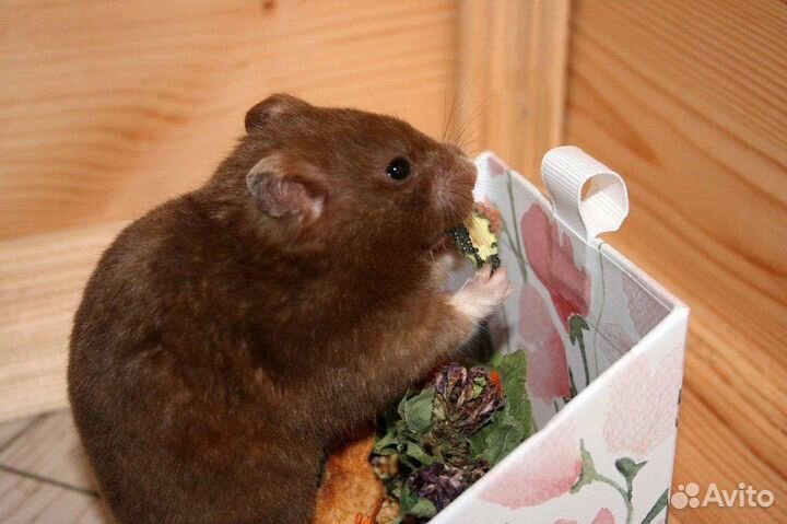 Мешанина для сирийских хомяков