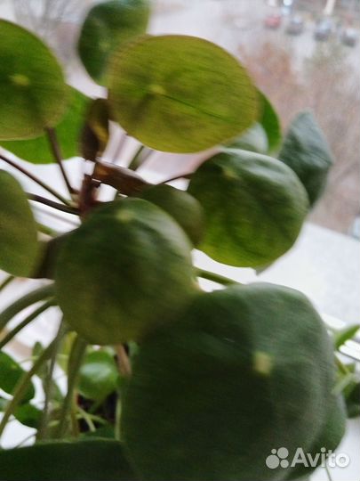 Пилея пеперомиевидная