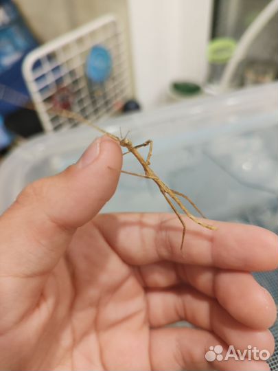 Палочники (вроде-бы аннамские)