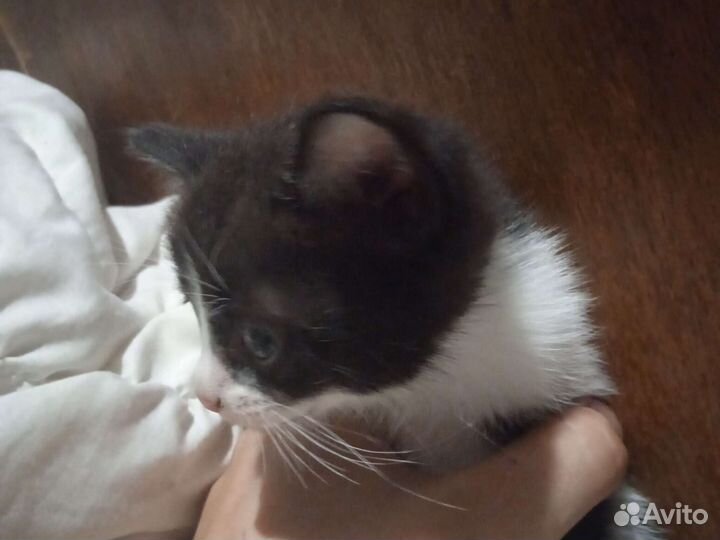 Отдаю котят