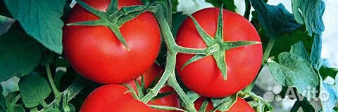 Семена Томата 