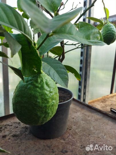 Укорененные черенки лимона Пандероза