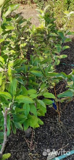 Саженцы яблонь, груш, черешни