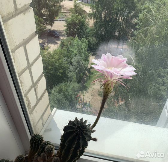 Кактусы и суккуленты