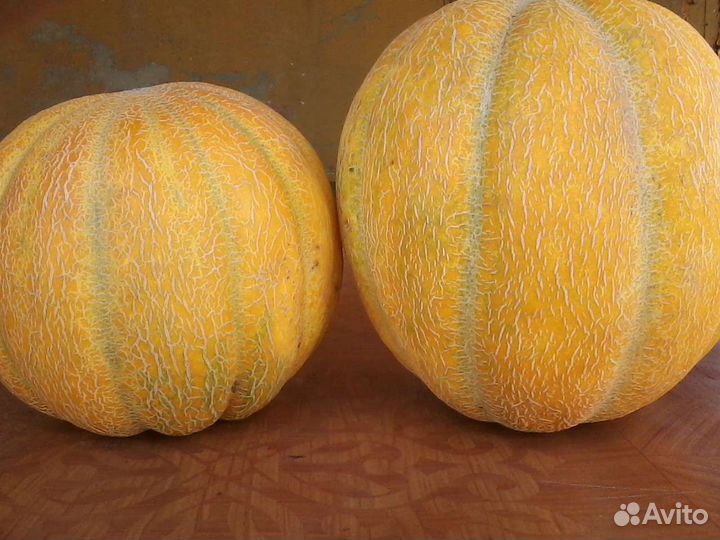 Семена дыни Эфиопки