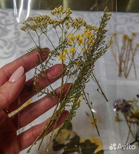 Сухоцветы для творчества