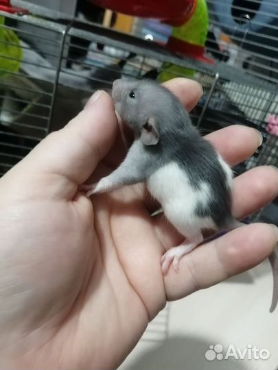 Крыса крысята дамбо