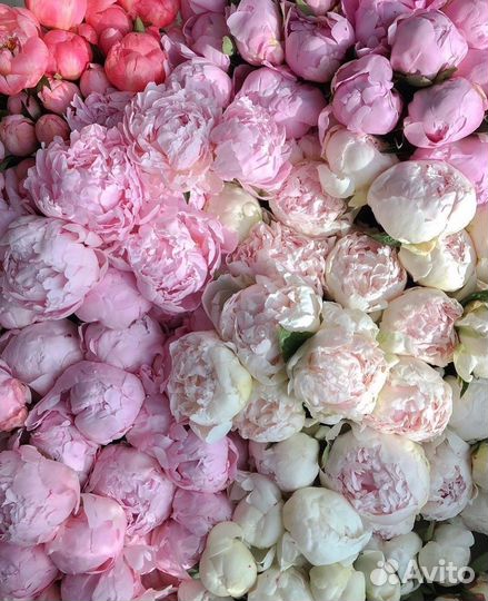 Пышные пионы с беспл. доставкой