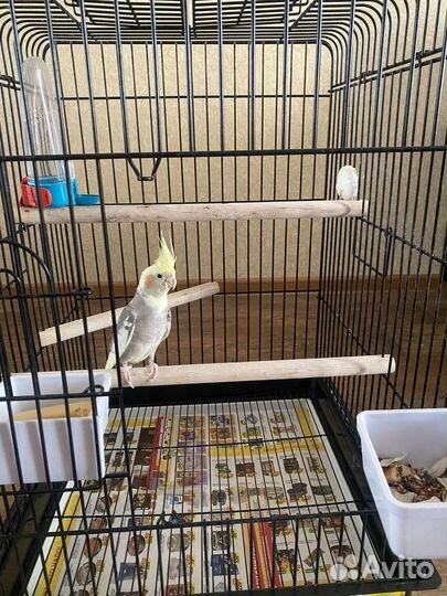Попугай корелла с клеткой