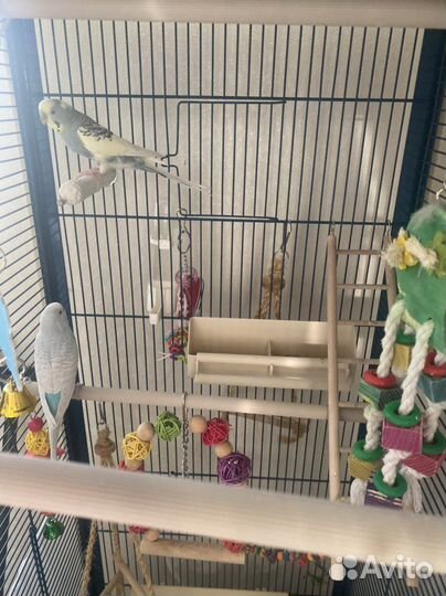 Сладкая парочка с клеткой