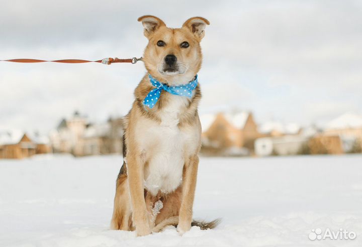 Собака, мальчик