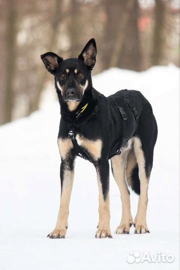 Ищет дом Ушастик