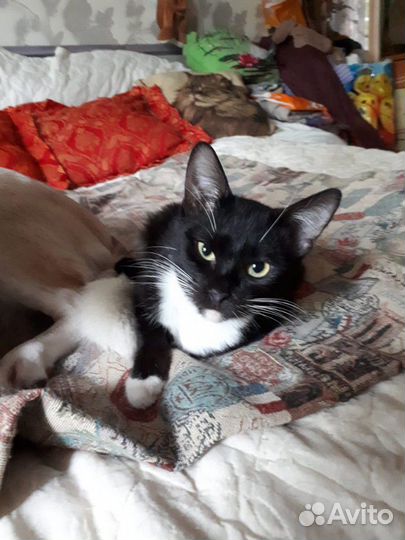 Котик с Идеальным характером привит