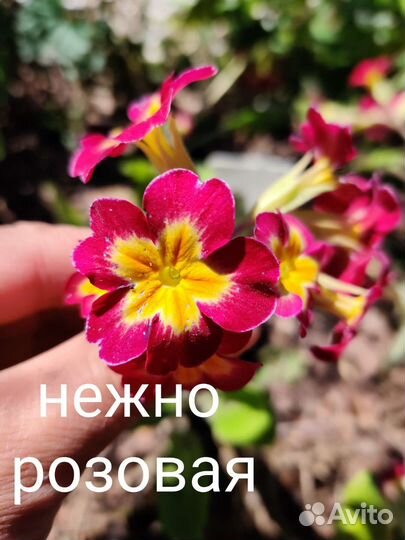 Примулы 5 цветов и ушковые и канделябровые