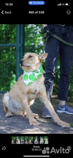 Отдам в хорошие руки