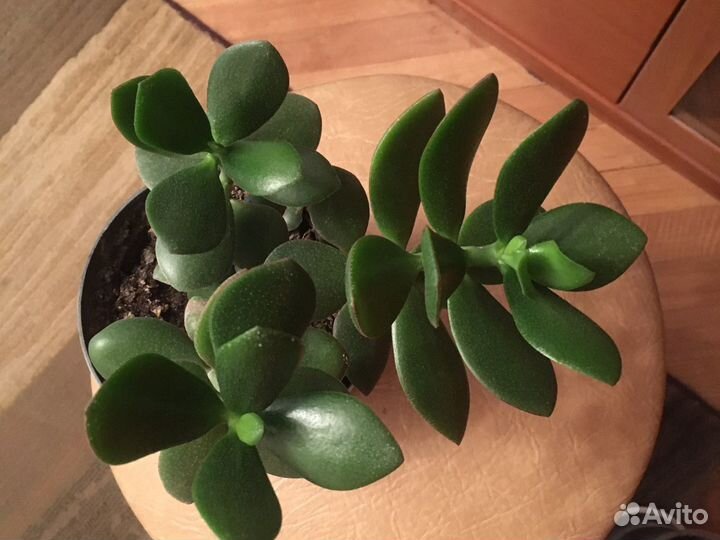 Толстянка, денежное дерево, крассула